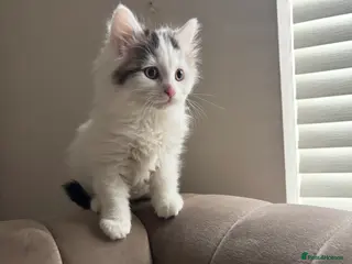 Mixed Breed cats 1 boy and 1 girl kitten 8 weeks old - Advert 1