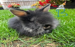 Lionhead rabbits for sale: Lionhead rabbits for sale  - Image 5
