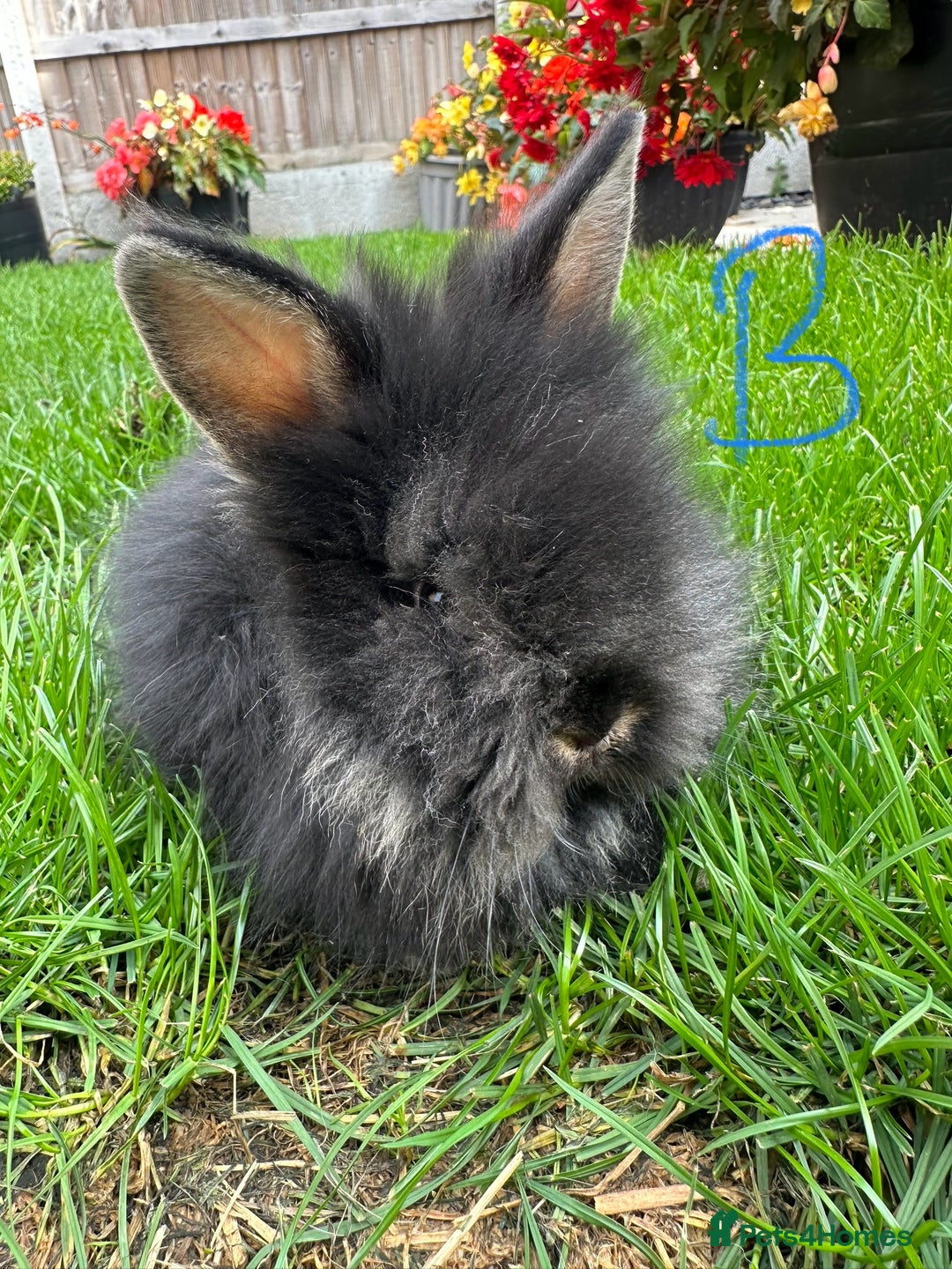 Lionhead rabbits for sale: Lionhead rabbits for sale  - Image 5