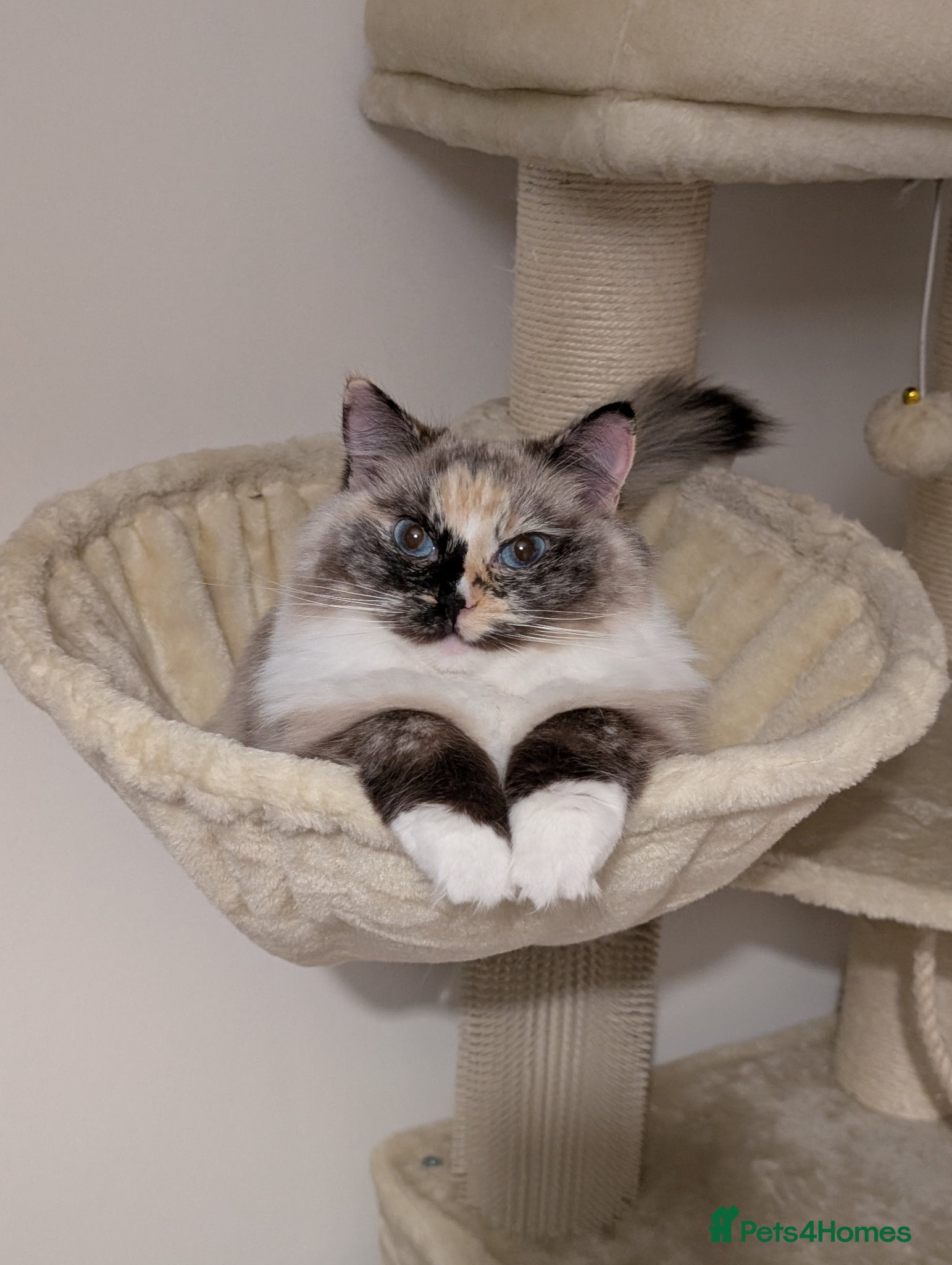 Ragdoll cats GCCF Active Female Ragdoll - Advert 8