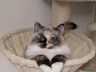 Ragdoll cats GCCF Active Female Ragdoll - Advert 8