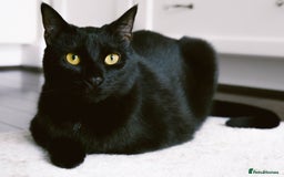 Bombay cats for sale: New home asap free  - Image 4