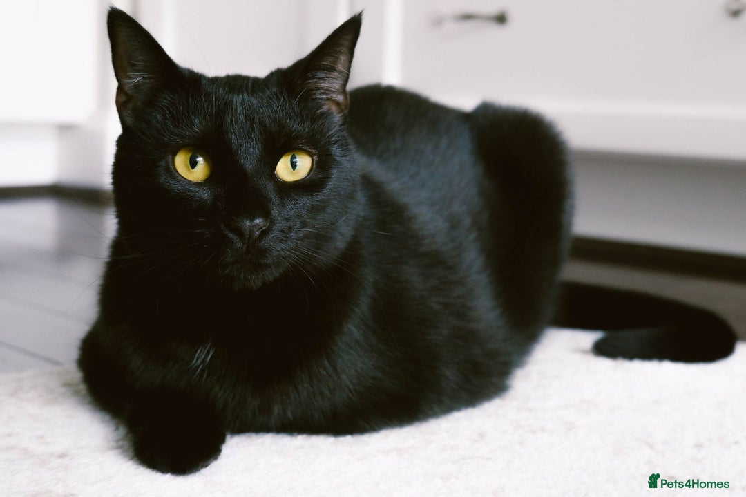 Bombay cats for sale: New home asap free  - Image 4