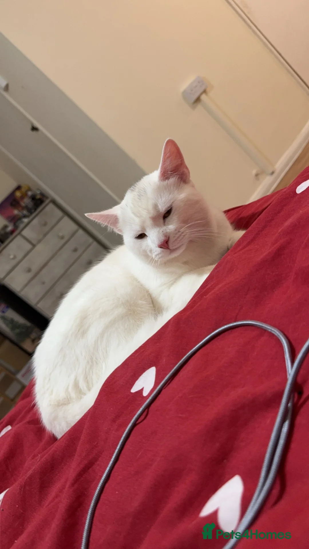 Mixed Breed cats for sale: 2 cats for sale x in Reading - Advert 6