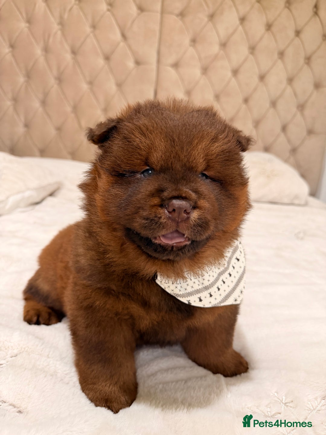 Chow Chow dogs for sale: Beautiful chow litter KC registered 🧬💜🍫 - Advert 22