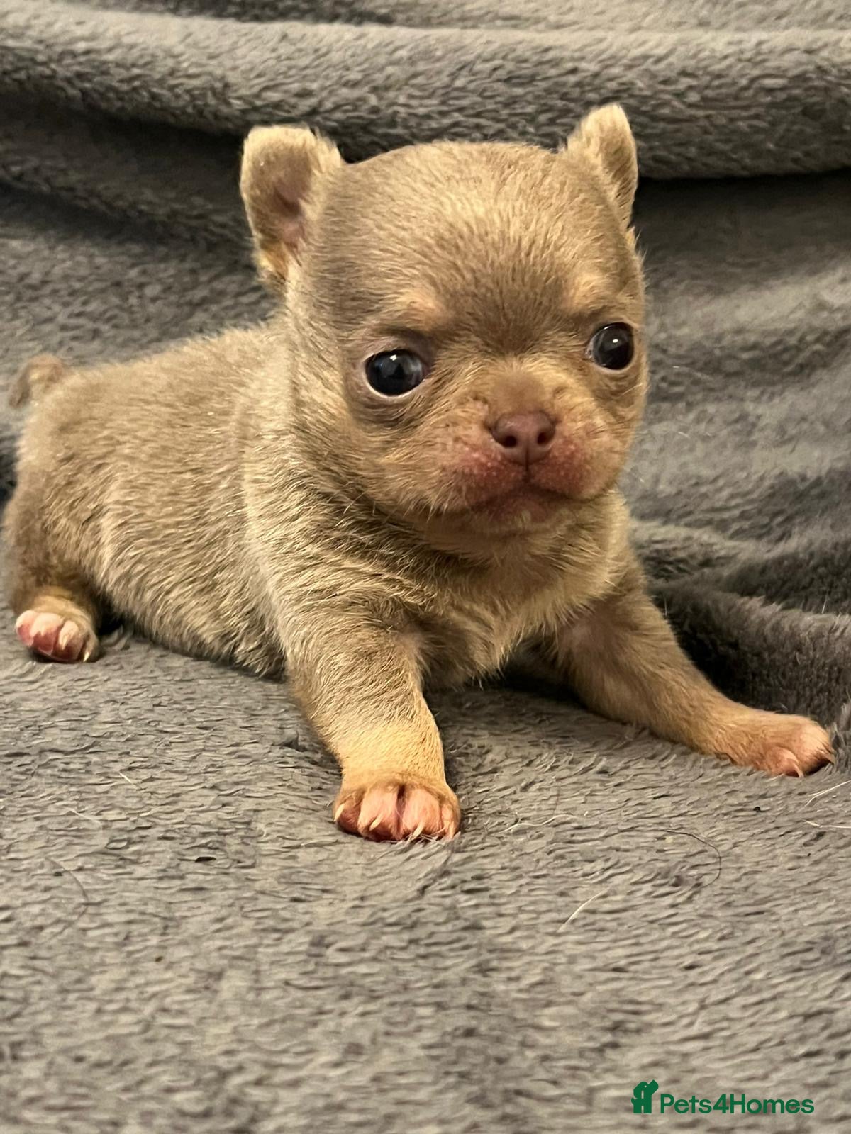 Chihuahua dogs BEAUTIFUL LILAC AND TAN BOY - Advert 20