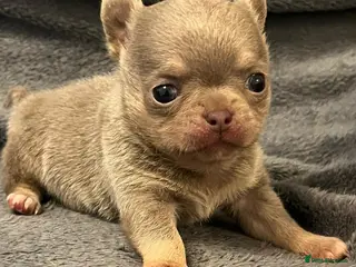 Chihuahua dogs BEAUTIFUL LILAC AND TAN BOY - Advert 20