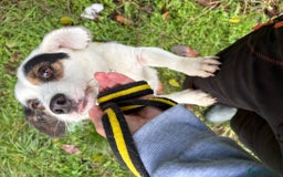 Mixed Breed dogs for adoption: Sefu - Fakenham Norfolk  - Advert 2