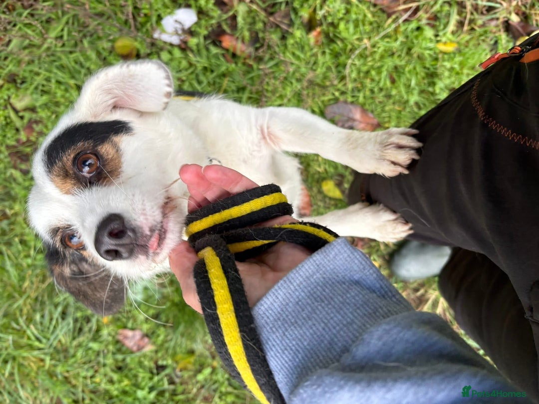 Mixed Breed dogs for adoption: Sefu - Fakenham Norfolk  - Advert 2