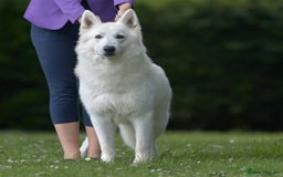 White Swiss Shepherd dogs for sale: World Champion Parents - Image 4