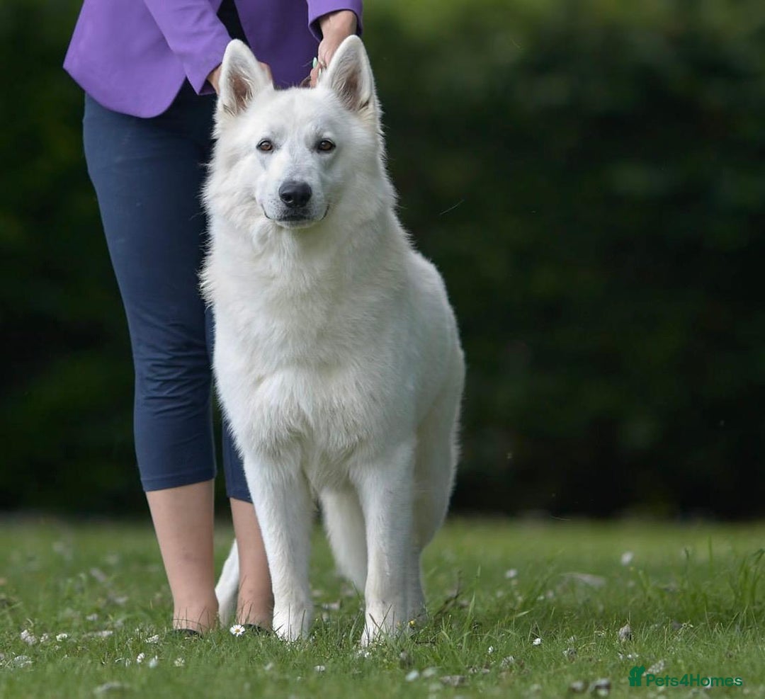 White Swiss Shepherd dogs for sale: World Champion Parents - Image 4