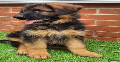 German Shepherd dogs - Advert 2