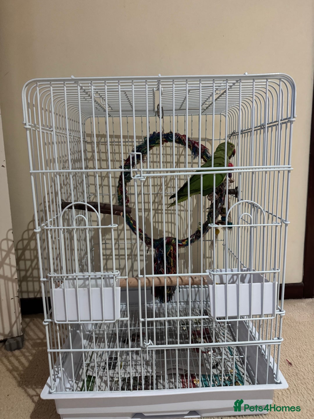 Ringnecks birds for sale: Ring neck male  - Advert 1