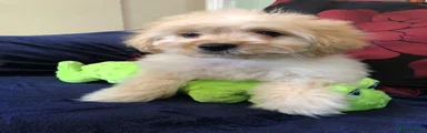 Maltipoo 2