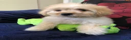 Maltipoo dogs for sale: Maltipoo puppies forsale - Advert 11