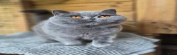 British Shorthair cats for sale: 💙Beautiful GCCF British Blue Adult Female  - Advert 7