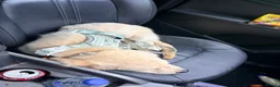 Golden Retriever dogs for sale: 23 week old Golden Retriever - Advert 6