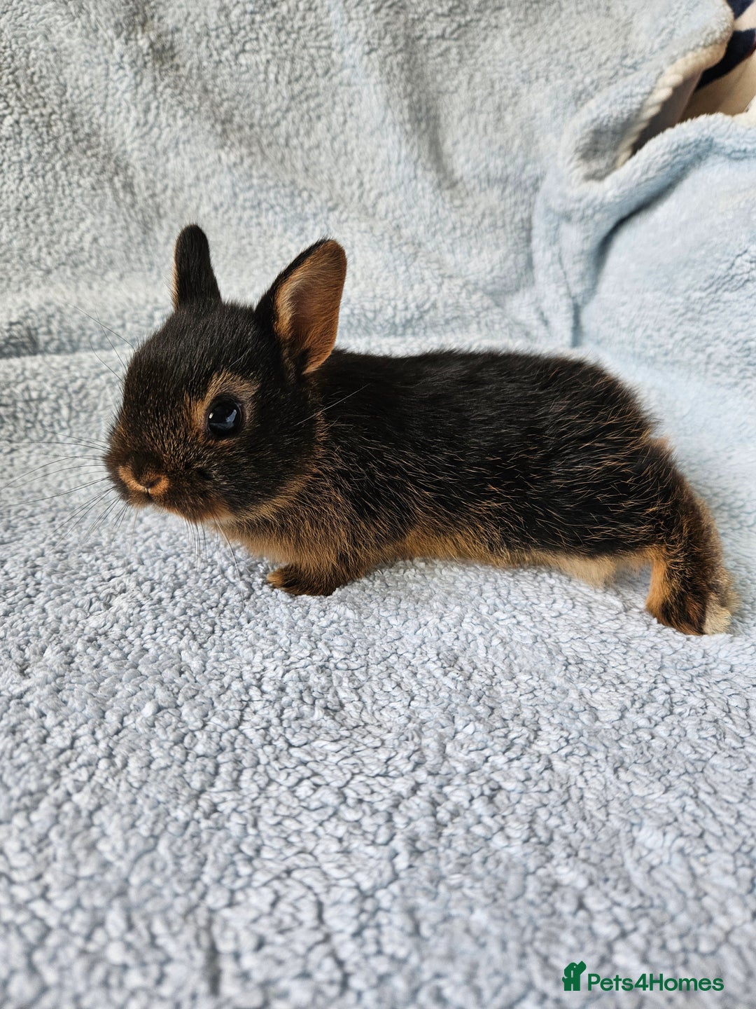 Netherland Dwarf rabbits for sale: Netherland dwarf bunnies  - Image 8