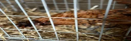 Chickens poultry for sale: POL hens and ducks - Advert 9