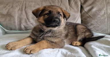 German Shepherd dogs - Advert 13