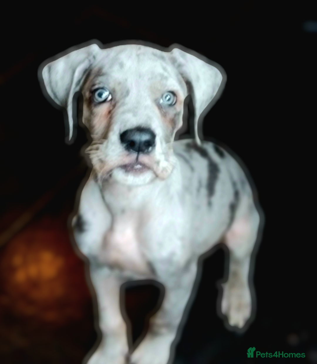Mixed Breed dogs for sale: Cane Corso x Great Dane - Image 2