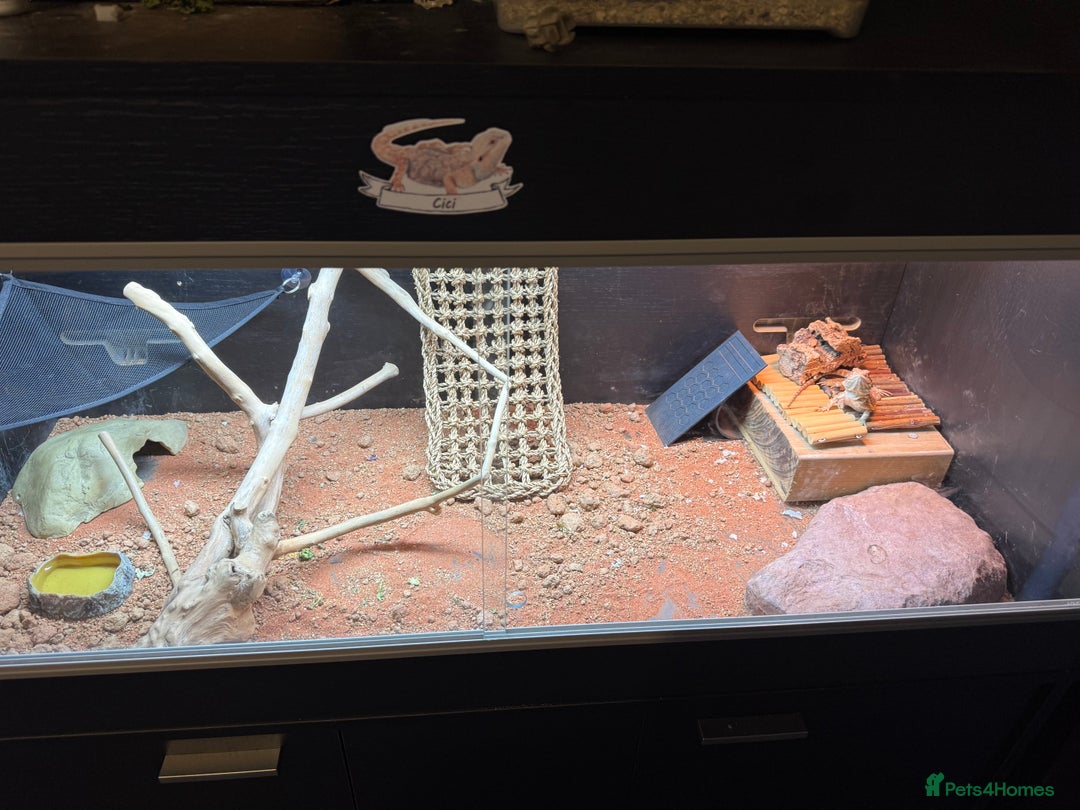 Bearded Dragon reptiles for sale: Dragon - Advert 1