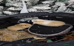 Guinea Pig rodents for sale: 2 Female Guinea Pigs - Image 1