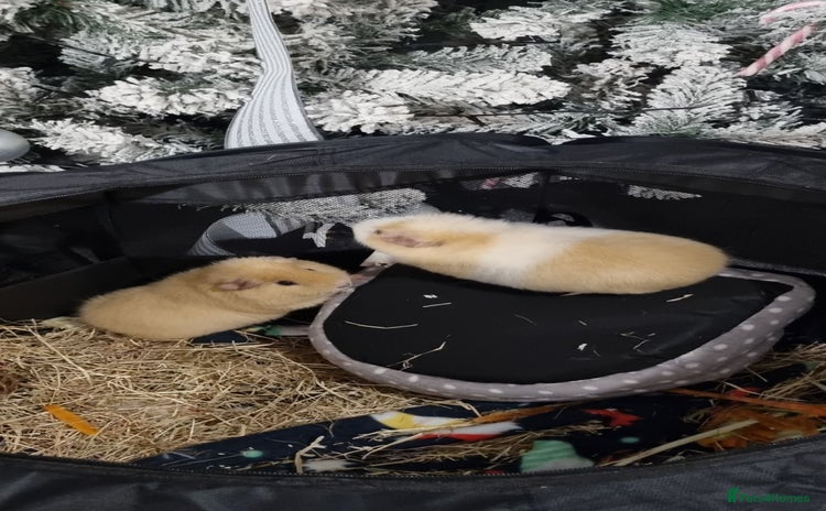 Guinea Pig rodents - Advert 5
