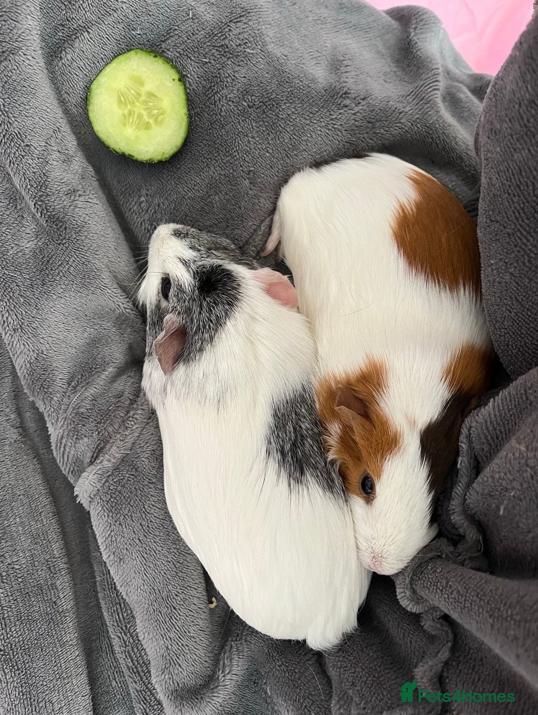 Guinea Pig rodents for sale: 3 female guinea pigs  - Advert 3