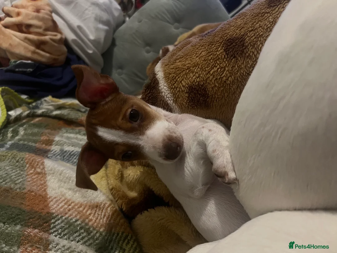 Jack Russell dogs for sale: Stunning Miniature Jack Russell Puppies!!! - Advert 11