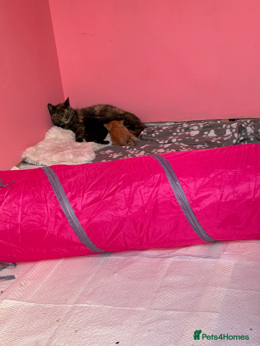 Mixed Breed cats for sale: Gorgeous kittens looking for forever homes - Advert 2