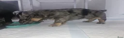 Miniature Dachshund dogs for sale: Beautiful Miniatures  in Manchester - Advert 9