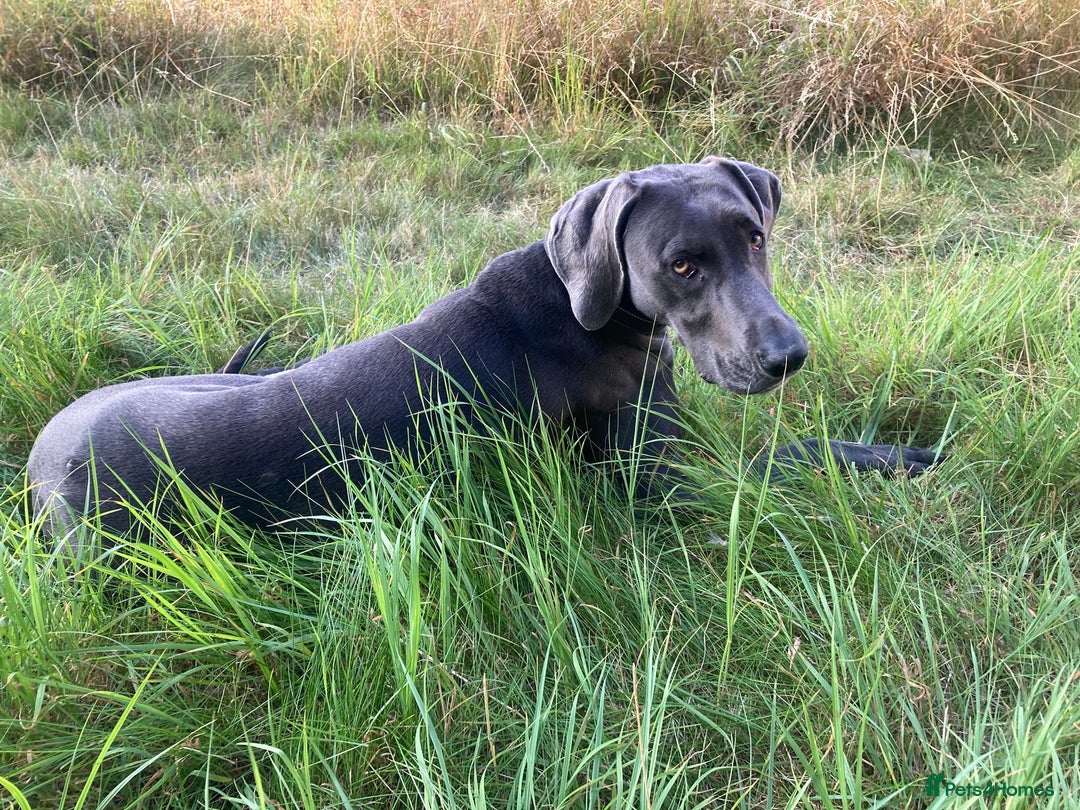 Weimaraner dogs for sale: 9 years old Winston looking for a new home  - Image 6