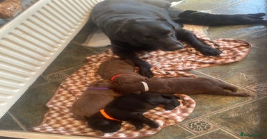 Labrador Retriever dogs - Advert 13