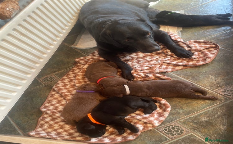 Labrador Retriever dogs - Advert 1