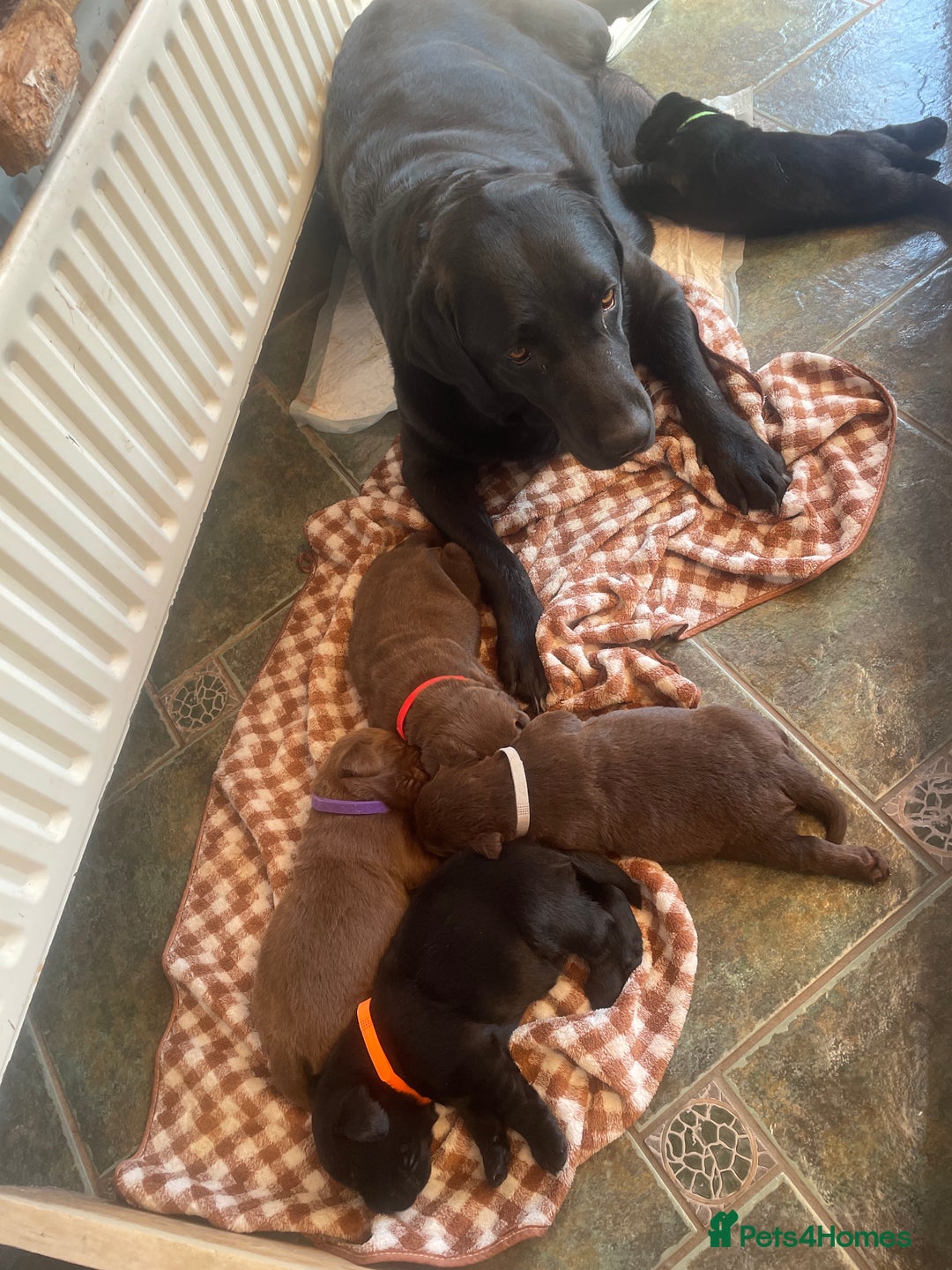 Labrador Retriever dogs for sale: beautyfull pedigree labrador - Image 2