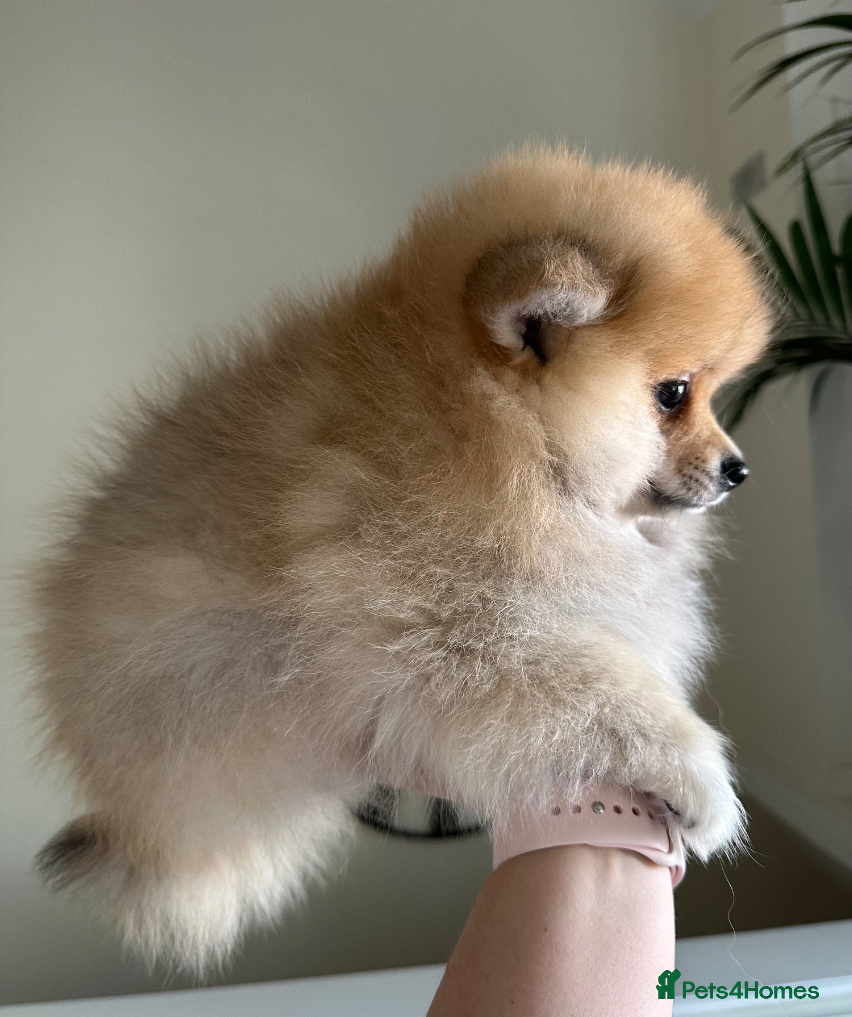 Pomeranian dogs Pomeranian puppies - 1 last puppy left  - Advert 12