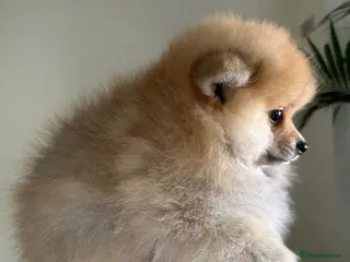 Pomeranian dogs Pomeranian puppies - 1 last puppy left - Advert 12