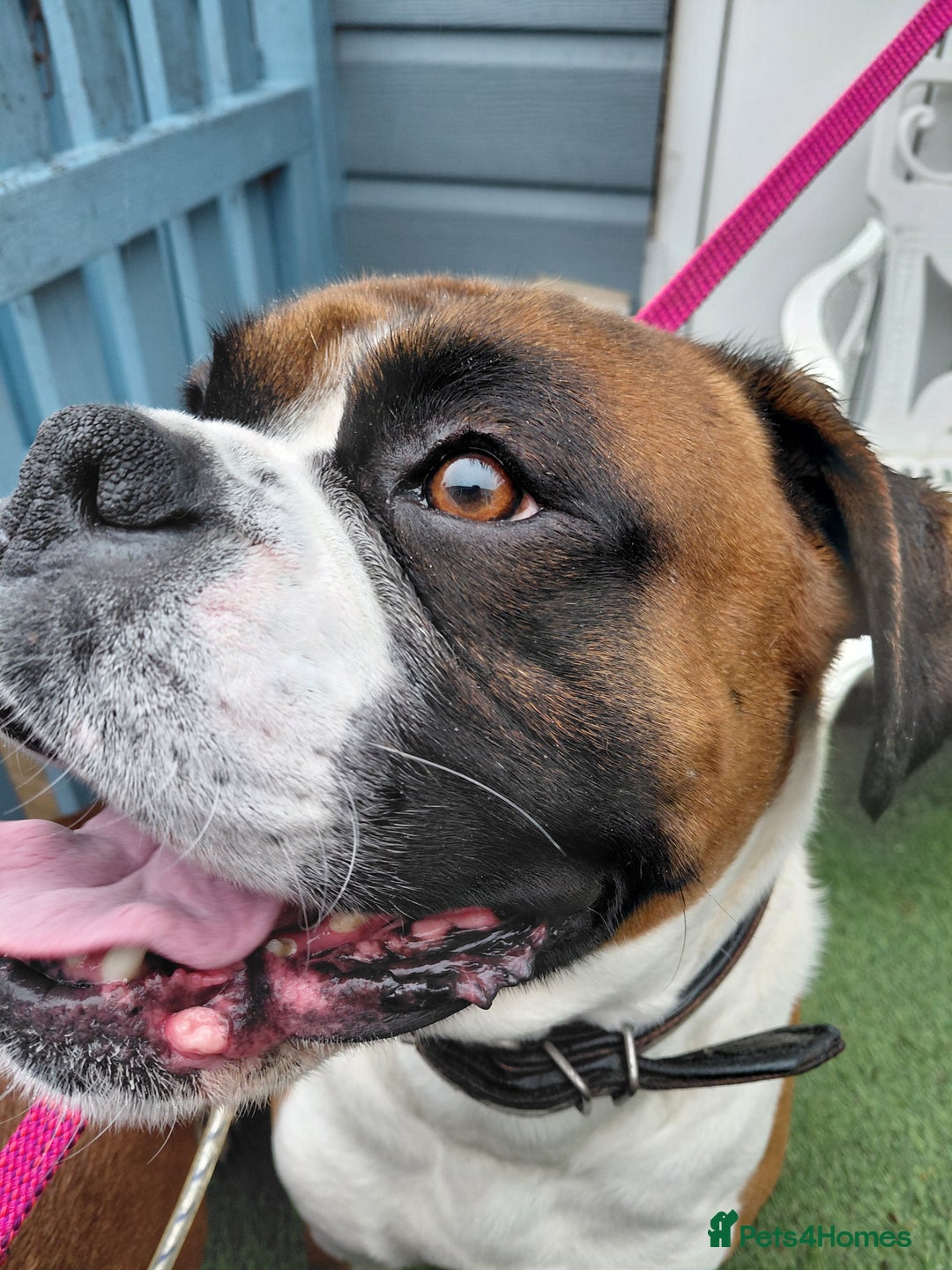 Boxer dogs for stud: KC and Heart scored Boxer stud - Advert 5