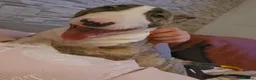 English Bull Terrier dogs for sale: Top Quality Heath checked champions lines  - Advert 4