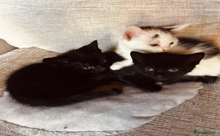 Mixed Breed cats - Advert 6