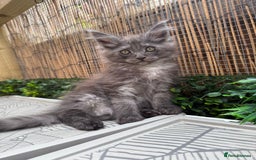 Maine Coon cats for sale:  maincoons  - Image 1