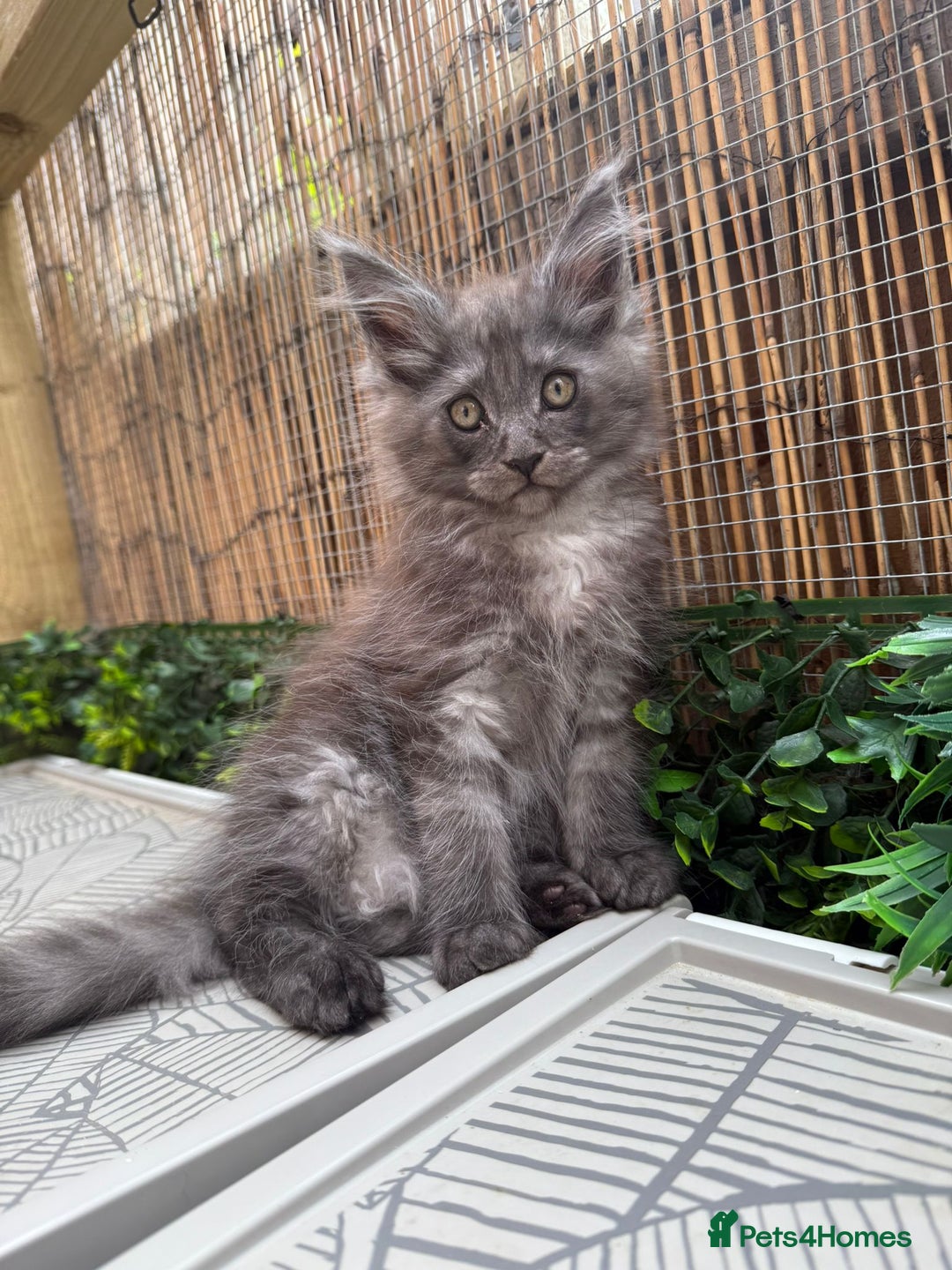 Maine Coon cats for sale:  maincoons  - Image 1