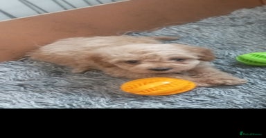 Cavapoo dogs - Advert 1