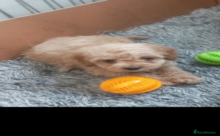 Cavapoo dogs - Advert 12