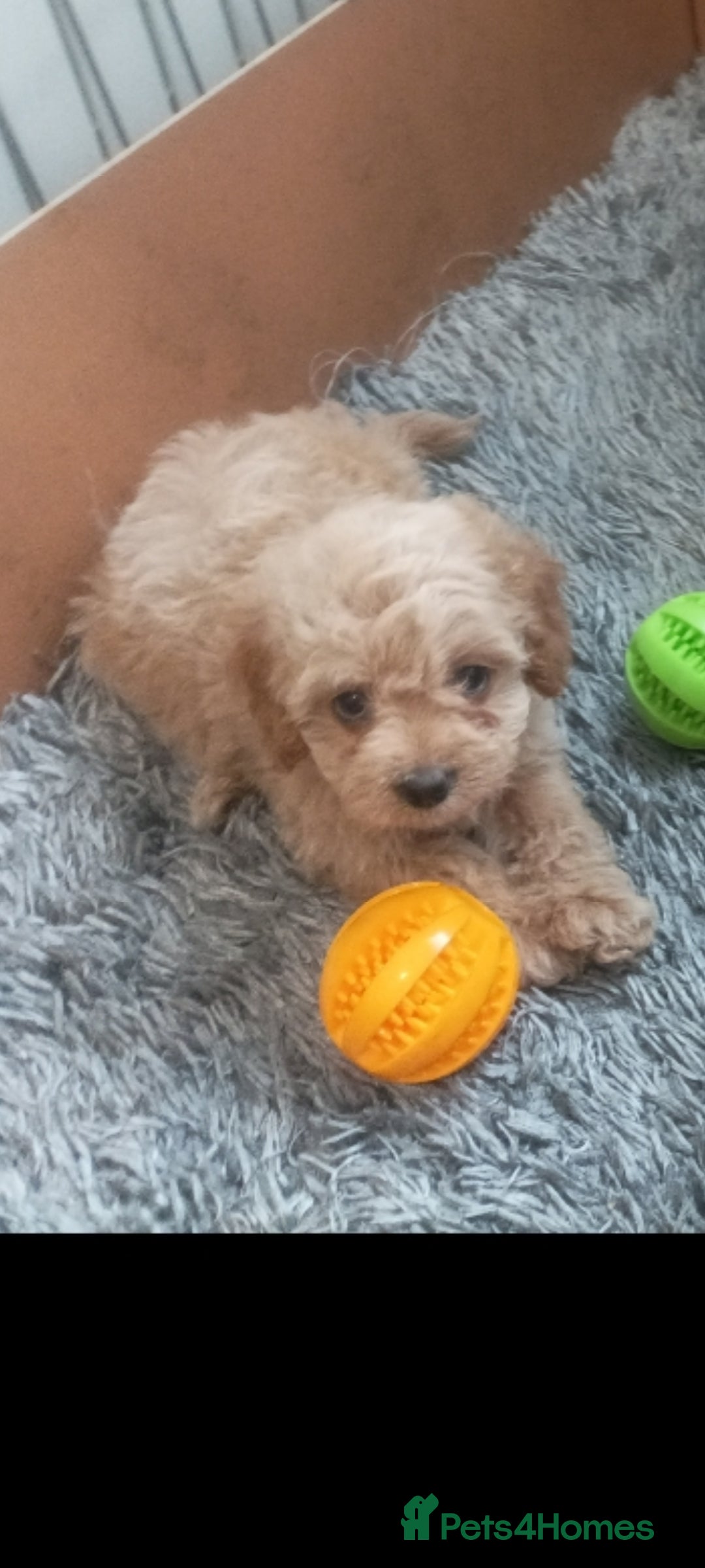 Cavapoo dogs for sale: Cavapoo puppies  - Image 1