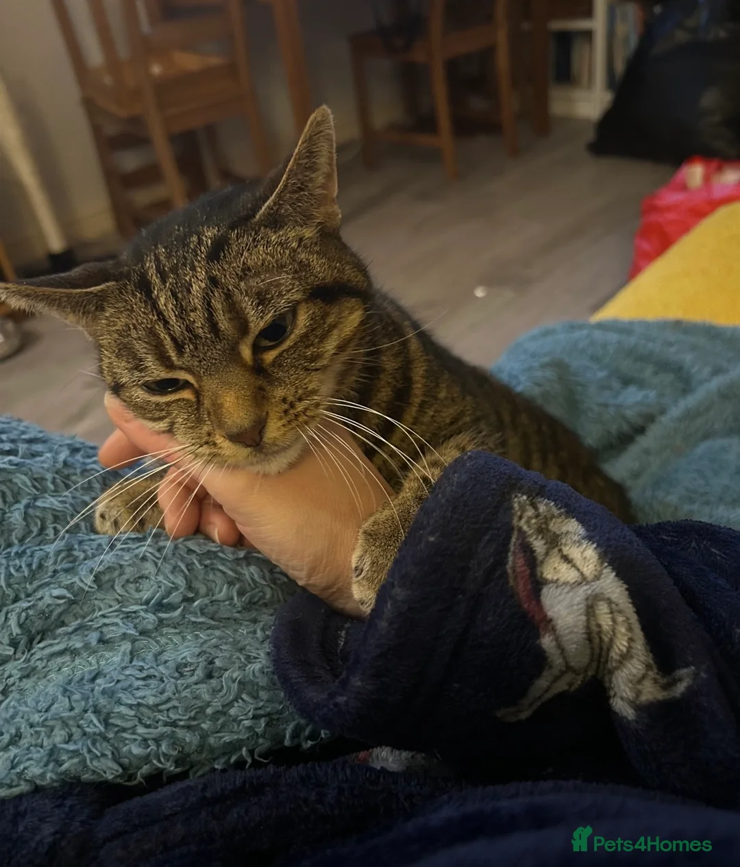 Mixed Breed cats for sale: 10year old Tabby Cat - Advert 2