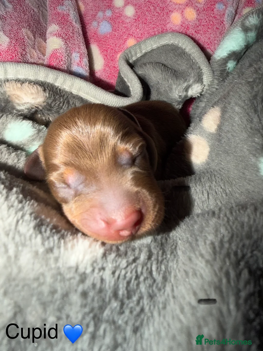 Miniature Dachshund dogs for sale: Miniature dachshund pups - Advert 14