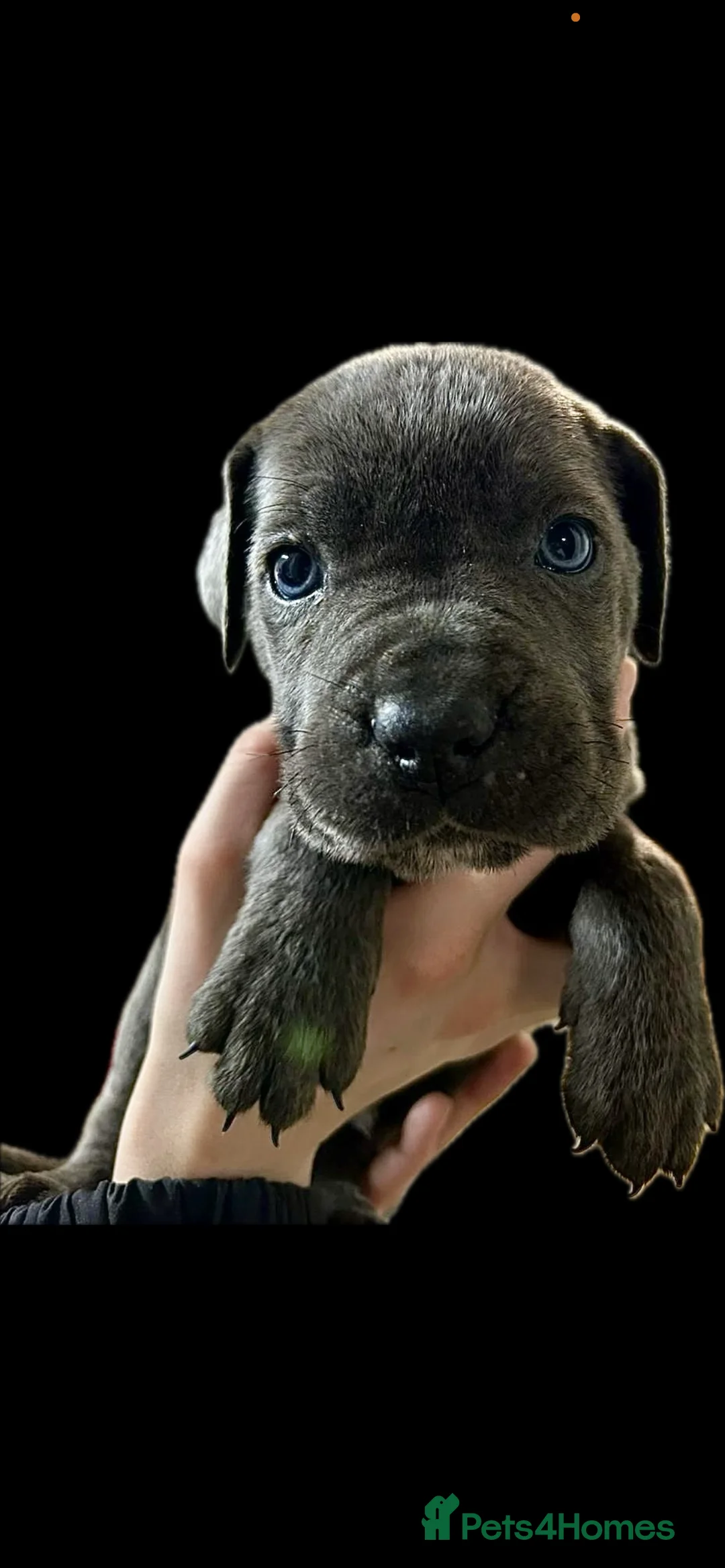 Cane Corso dogs for sale: Cane corso pups - Advert 15