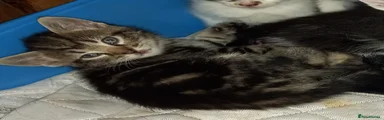  Kitten 2